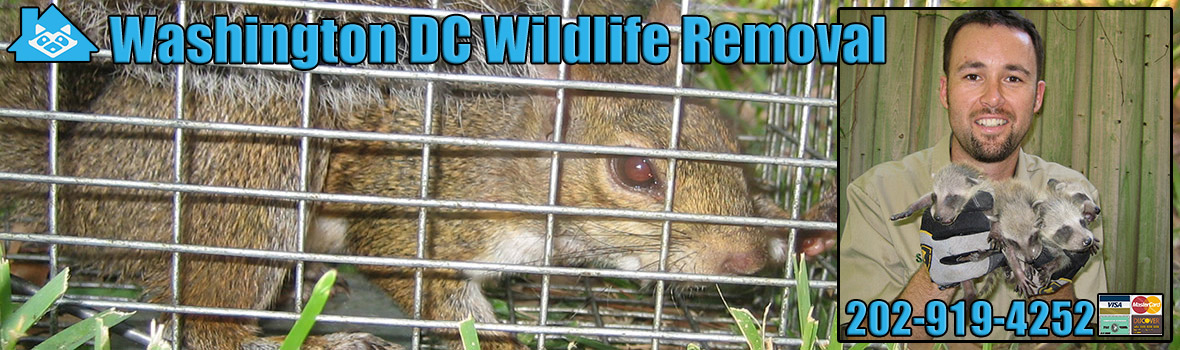 Washington DC Wildlife and Animal Removal